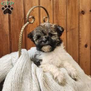 Jewel, Havanese Puppy